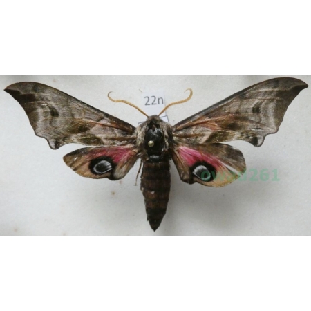 Smerinthus ocellata (Linnaeus, 1758) Nastrosz półpawik Poland22n